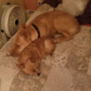 Meet your Posher, Pattie